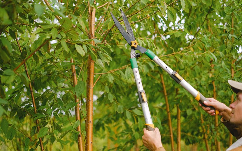 Tree trimming in Minturn, AR
